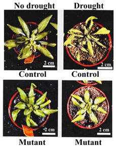 Drought resistant model plant developed 