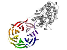 Crystal structure of the MBP-RACK1(5-327) fusion protein. The RACK1A protein regulated drought resistance is elucidated at Howard University